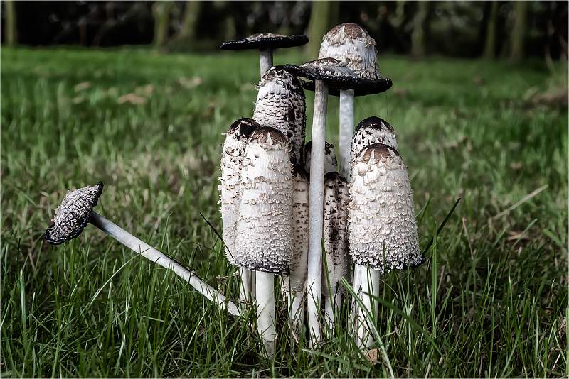 shaggy inkcap_Tom Rose_open.jpg - STILL LIFE - OPEN